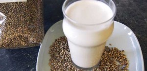 újdonság a növényi tejek között a kendermag tej